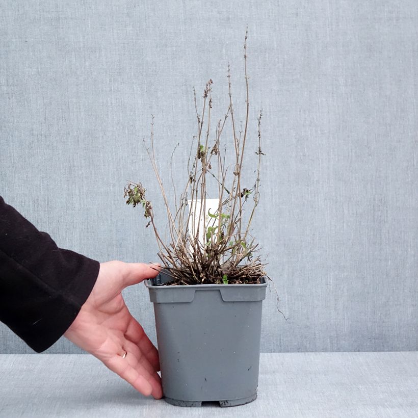 Agastache Poquito Butter Yellow Vaso da 2L/3L esemplare consegnato in inverno