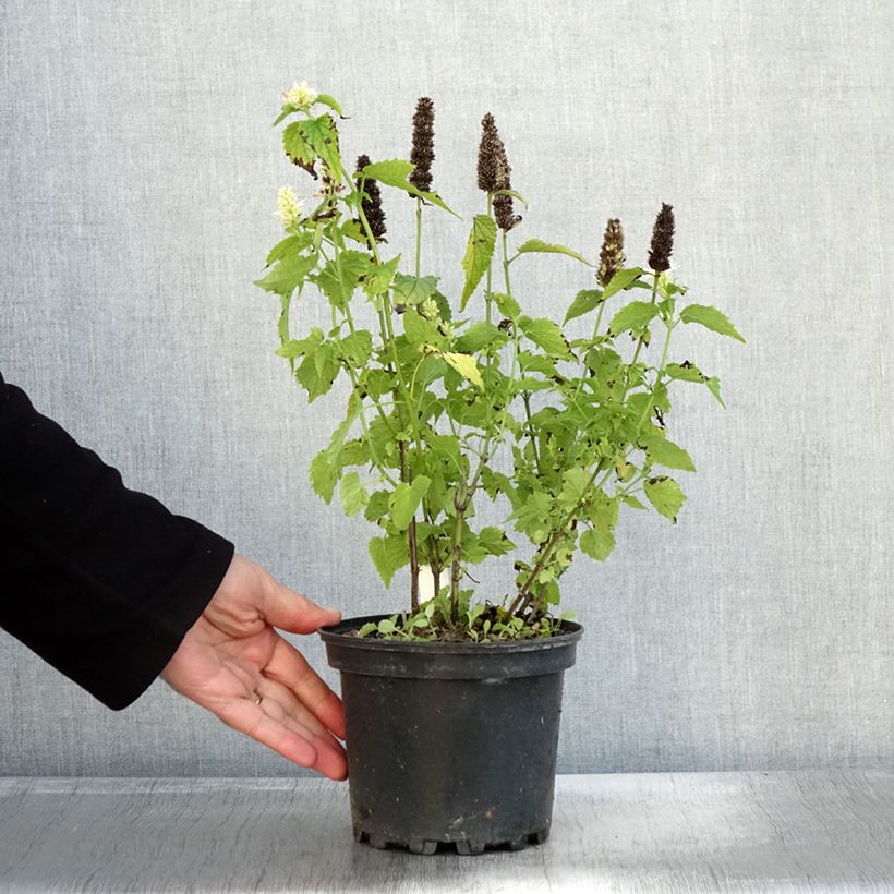 Esemplare di Agastache rugosa Alabaster - Menta coreana Vaso da 2L/3L come consegnato in autunno