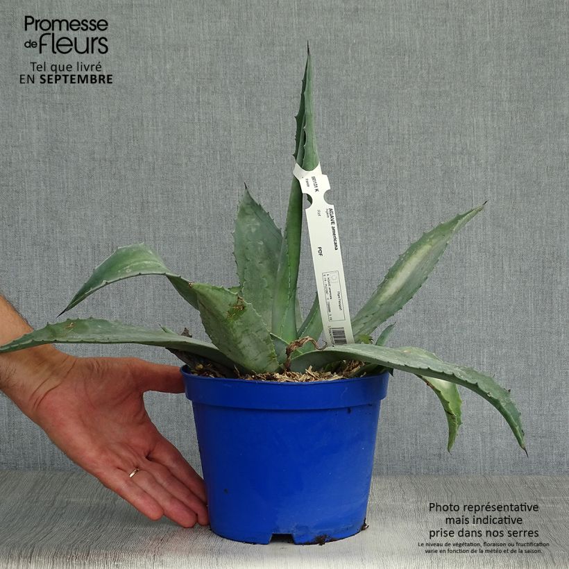 Esemplare di Agave americana Vaso da 2L/3L come consegnato in autunno