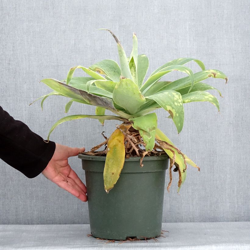 Agave attenuata Vaso da 7,5L/10L esemplare consegnato in inverno