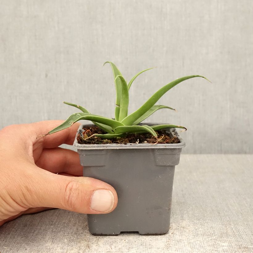 Agave bracteosa Vasetto da 8/9 cm esemplare consegnato in primavera