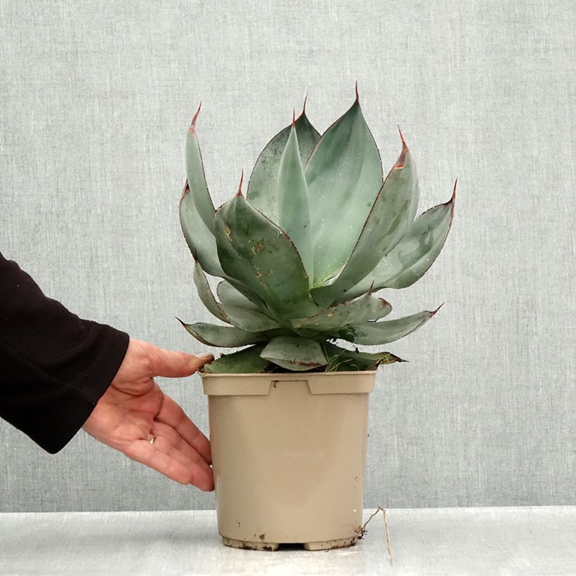 Esemplare di Agave celsii Nova Pot de 3L/4L come consegnato in autunno