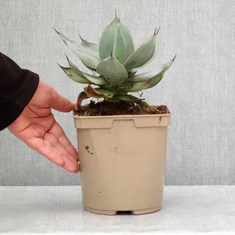 Agave celsii Nova Vaso da 3L/4L esemplare consegnato in inverno