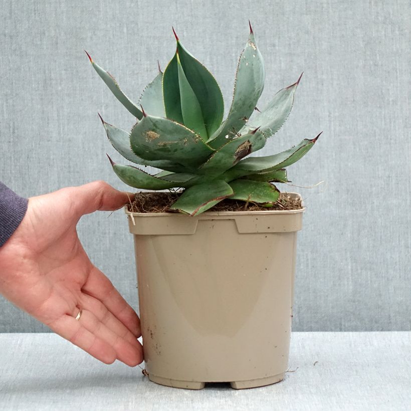 Agave celsii Nova Vaso da 3L/4L esemplare consegnato in primavera