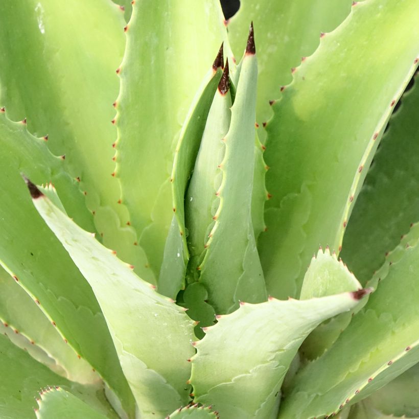 Agave desmetiana (Fogliame)