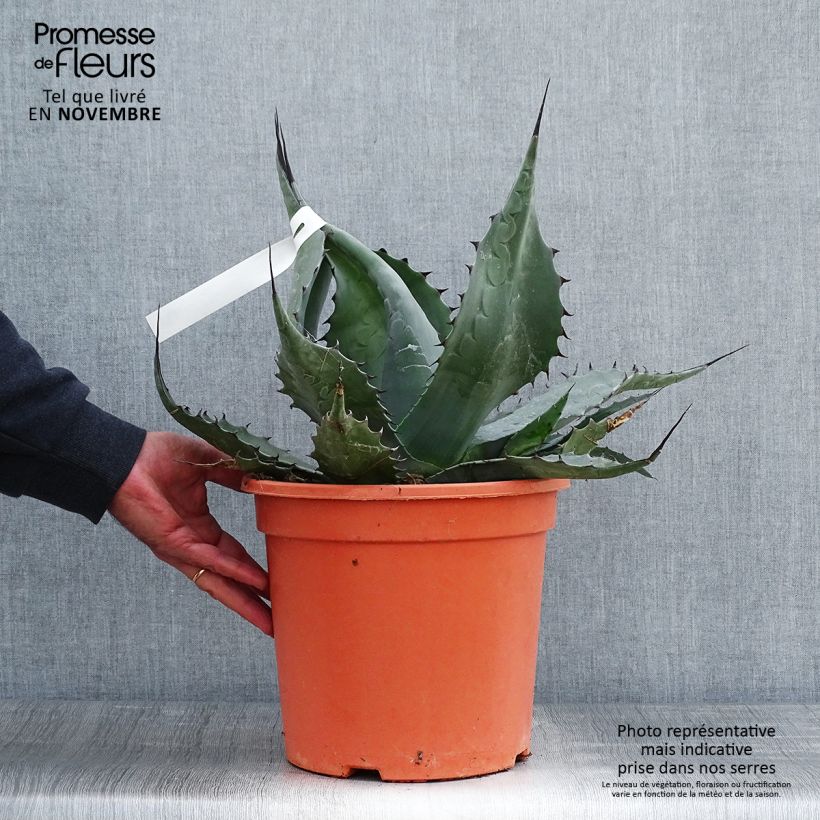 Esemplare di Agave havardiana Vaso da 7,5L/10L come consegnato in autunno