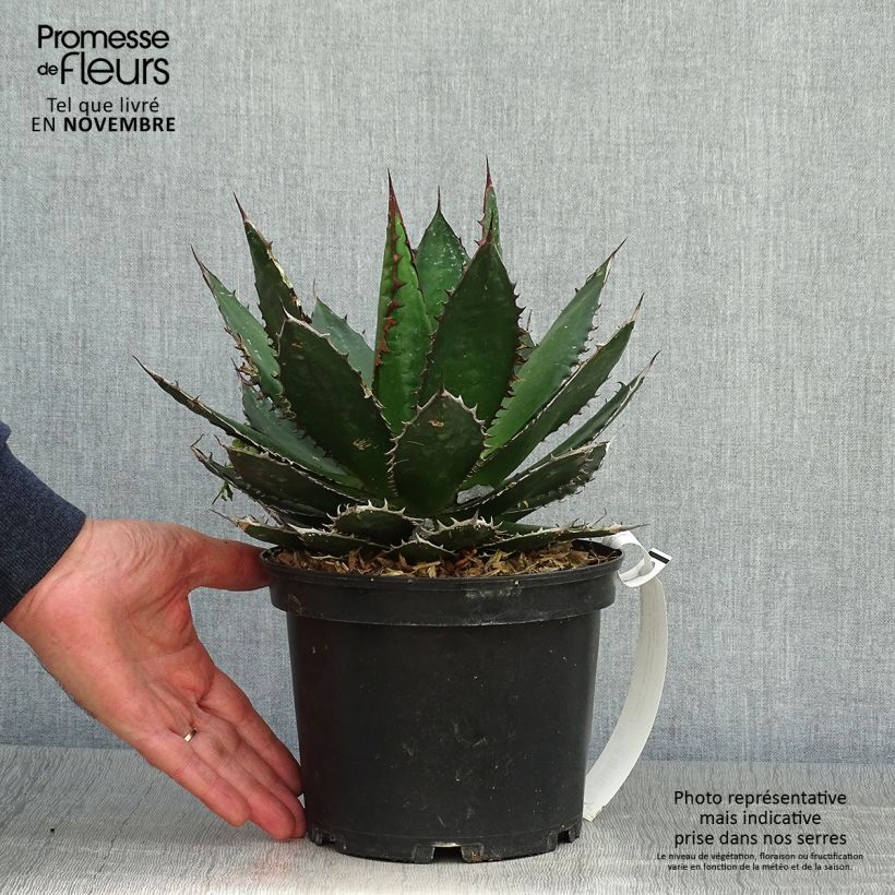 Esemplare di Agave horrida Vaso da 3L/4L come consegnato in autunno