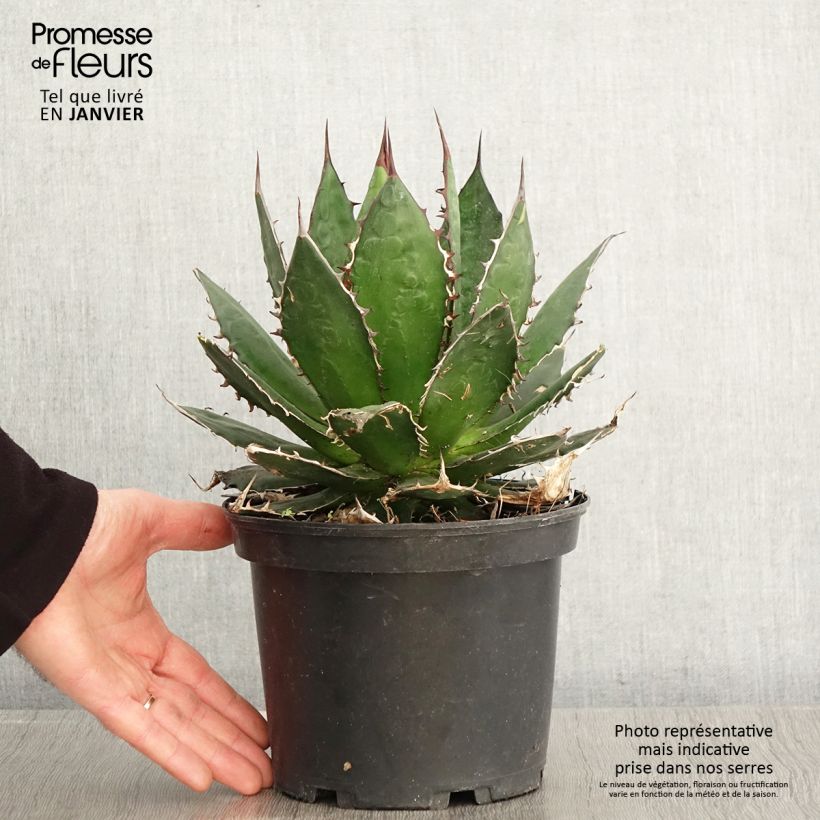 Agave horrida Vaso da 3L/4L esemplare consegnato in inverno