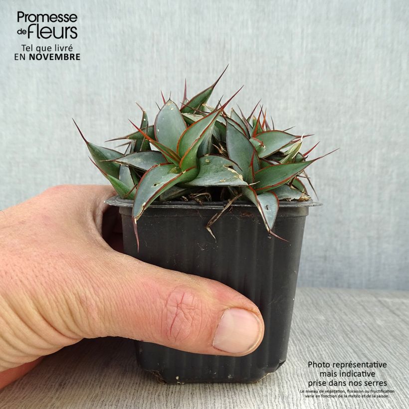 Esemplare di Agave impressa Impressive Vasetto da 8/9 cm come consegnato in autunno