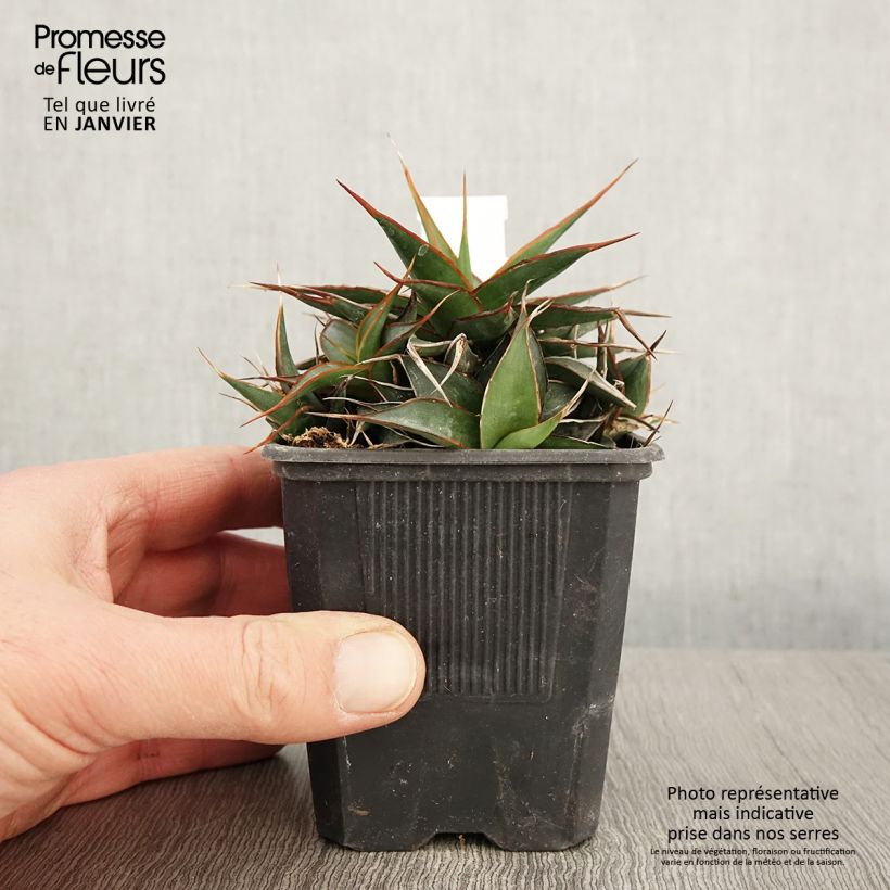 Agave impressa Impressive Vasetto da 8/9 cm esemplare consegnato in inverno