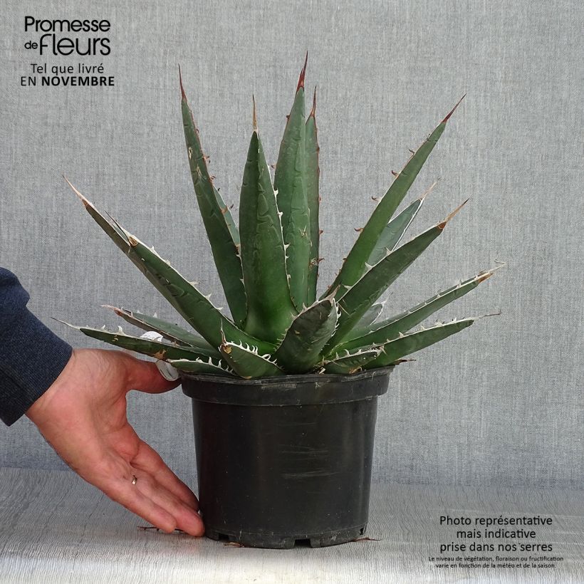 Esemplare di Agave kerchovei Vaso da 3L/4L come consegnato in autunno