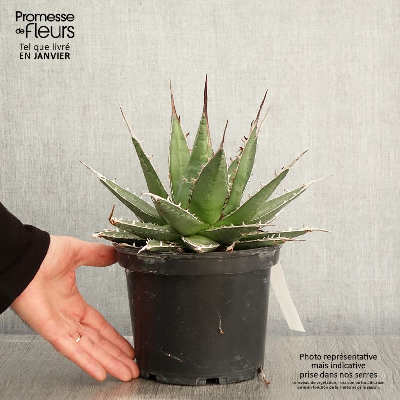 Agave kerchovei Vaso da 3L/4L esemplare consegnato in inverno