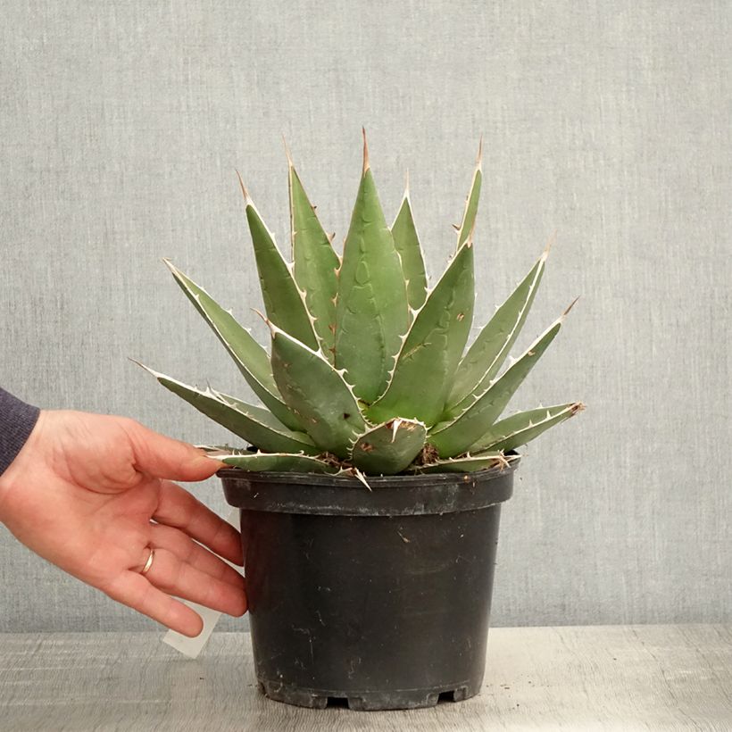 Agave kerchovei Vaso da 3L/4L esemplare consegnato in primavera