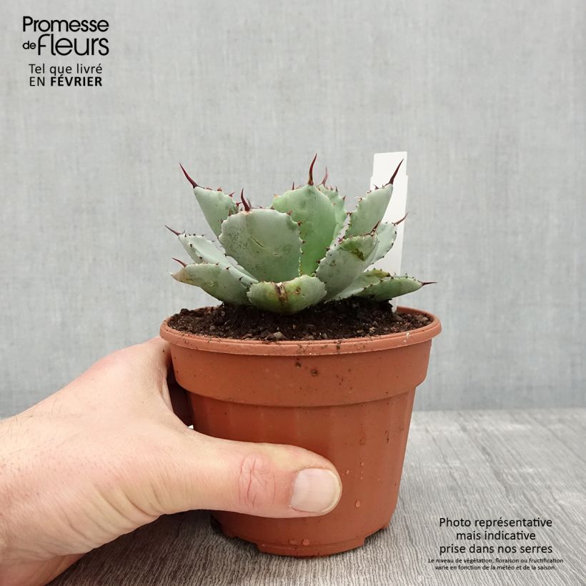 Agave Kikijokan Vaso da Ø 12 cm / 13 cm esemplare consegnato in inverno