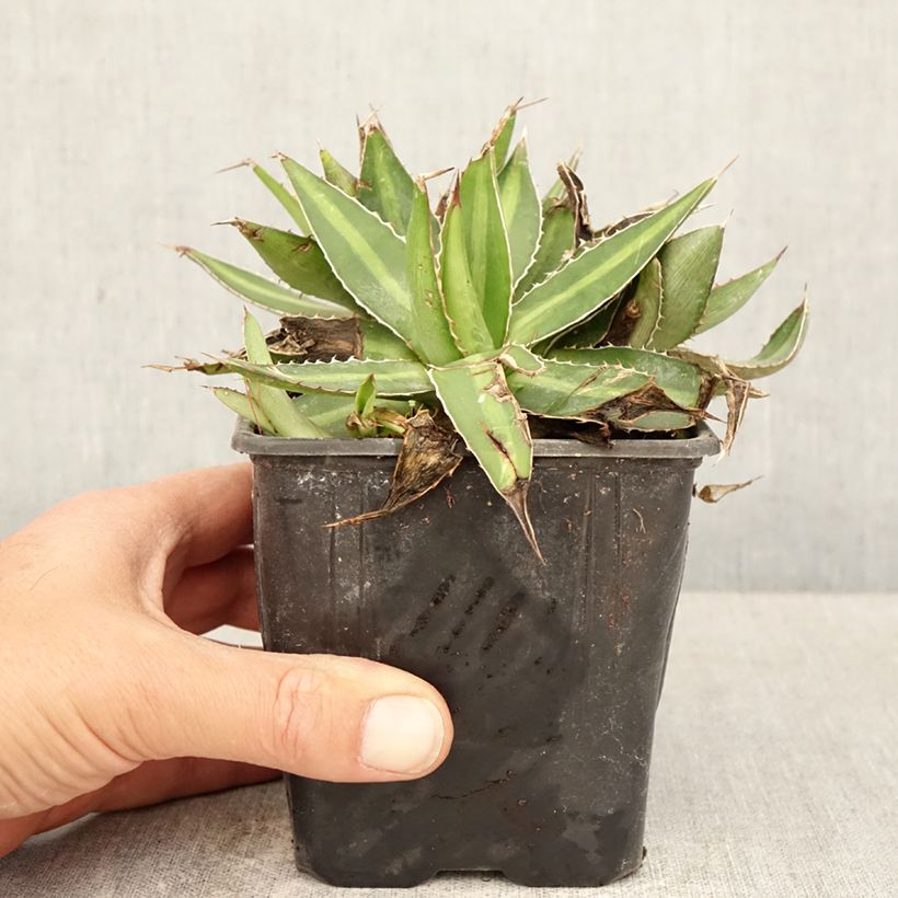 Agave lophantha Vaso da Ø 12 cm / 13 cm esemplare consegnato in primavera