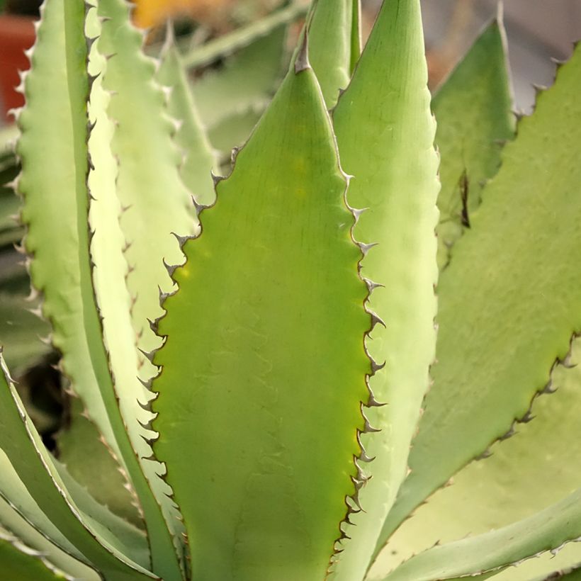 Agave lophantha Ensifera (Fogliame)