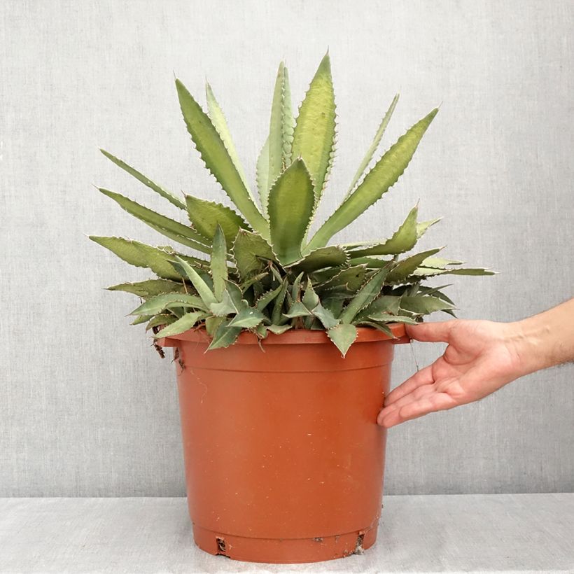 Esemplare di Agave lophantha Ensifera Vaso da 12L/15L consegnato in estate
