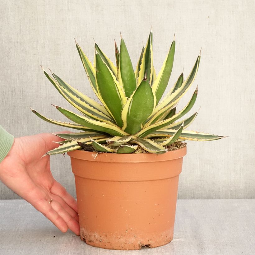 Agave lophantha Quadricolor Vaso da 3L/4L esemplare consegnato in inverno