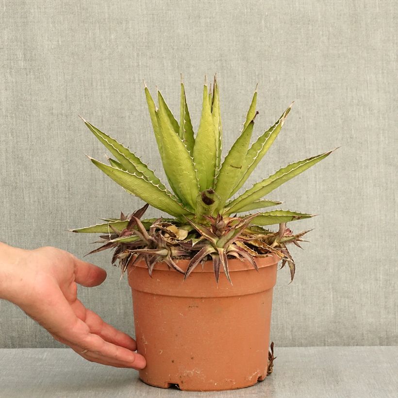 Esemplare di Agave lophantha Splendida Vaso da 3L/4L consegnato in estate