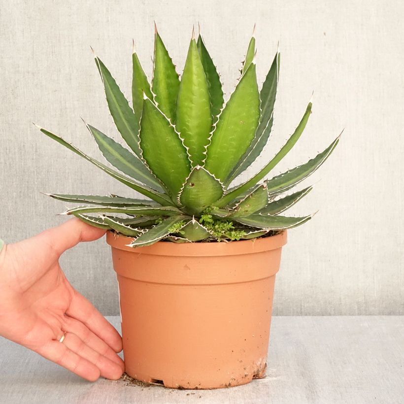 Agave lophantha Splendida Vaso da 3L/4L esemplare consegnato in inverno