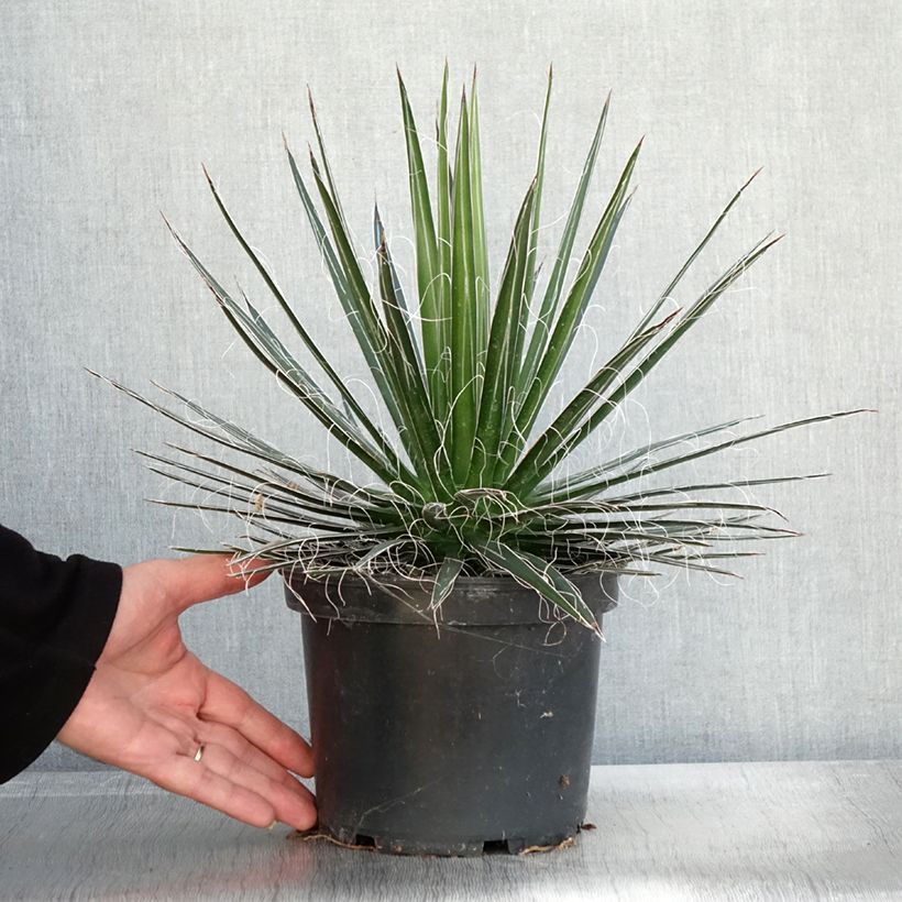 Esemplare di Agave multifilifera Vaso da 3L/4L come consegnato in autunno