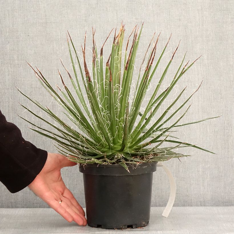 Agave multifilifera Vaso da 3L/4L esemplare consegnato in inverno