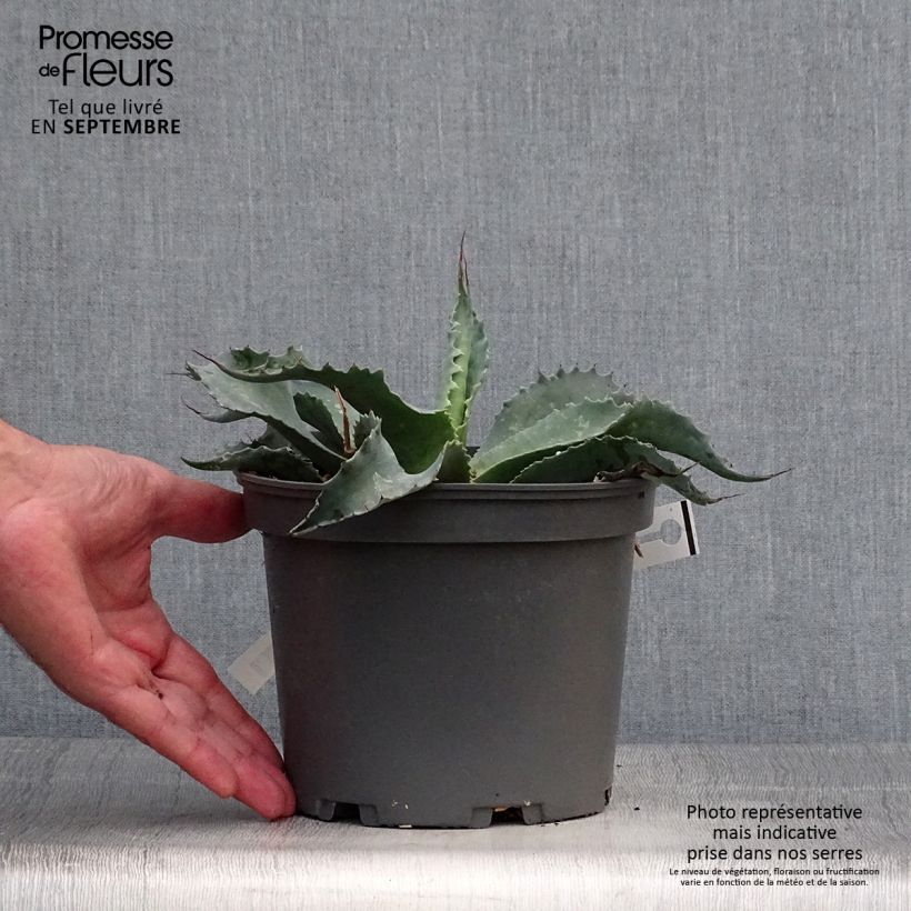 Esemplare di Agave ovatifolia Vaso da 3L/4L come consegnato in autunno