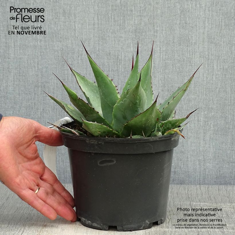 Esemplare di Agave parrasana Vaso da 3L/4L come consegnato in autunno