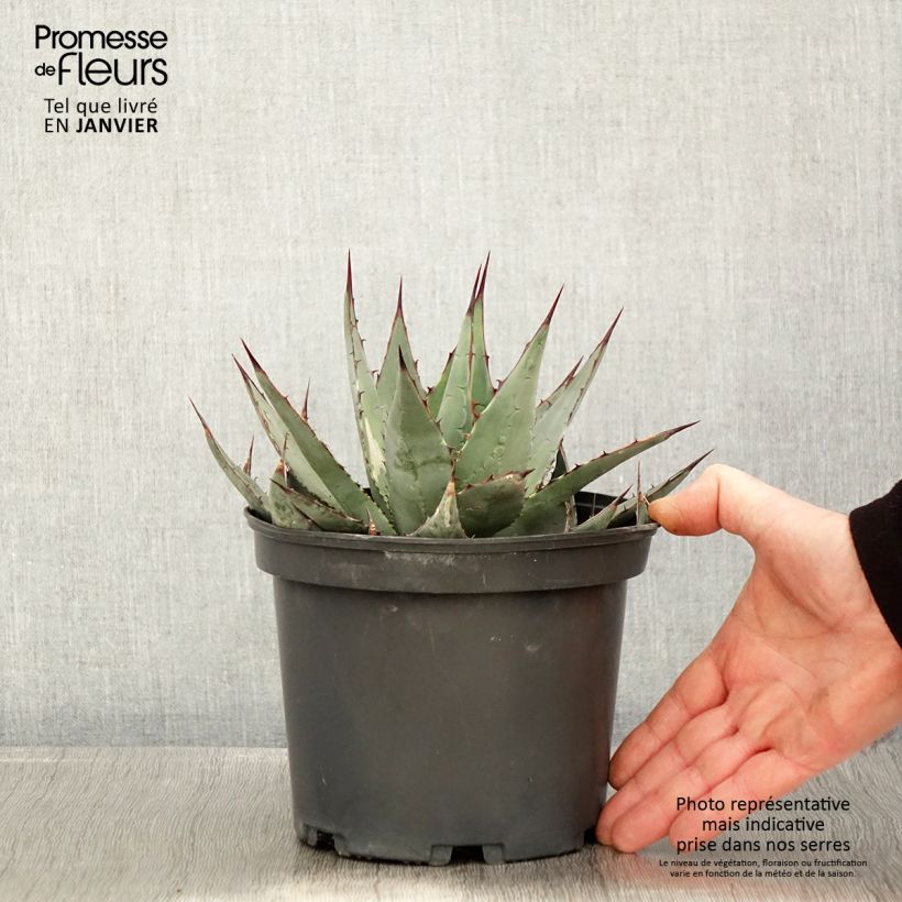 Agave parrasana Vaso da 3L/4L esemplare consegnato in inverno