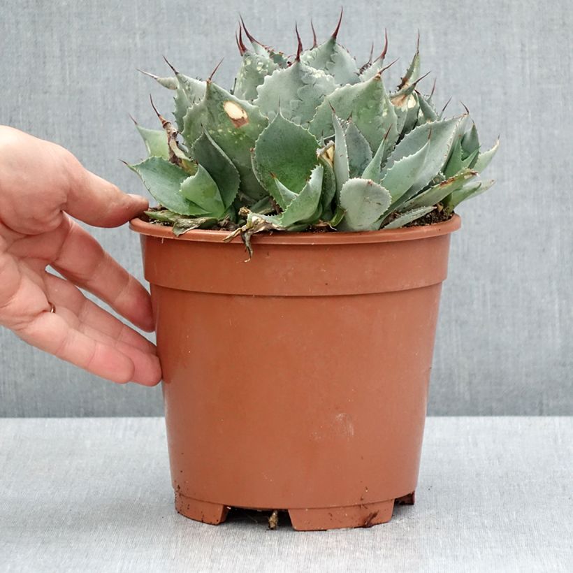 Agave parrasana Vaso da 3L/4L esemplare consegnato in primavera
