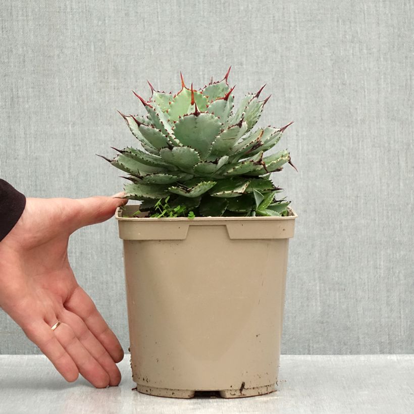 Esemplare di Agave potatorum Kichiokan Vaso da 3L/4L come consegnato in autunno