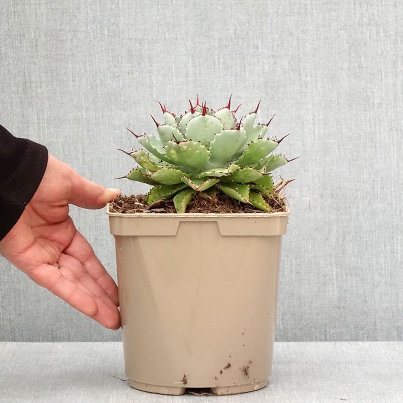 Agave potatorum Kichiokan Vaso da 3L/4L esemplare consegnato in inverno