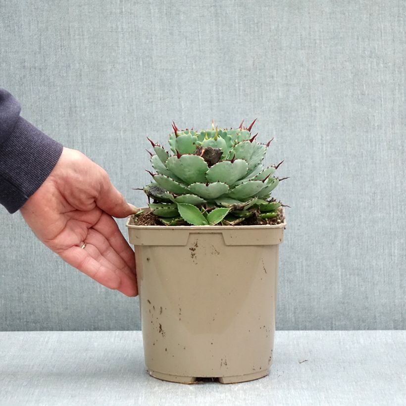 Agave potatorum Kichiokan Vaso da 3L/4L esemplare consegnato in primavera