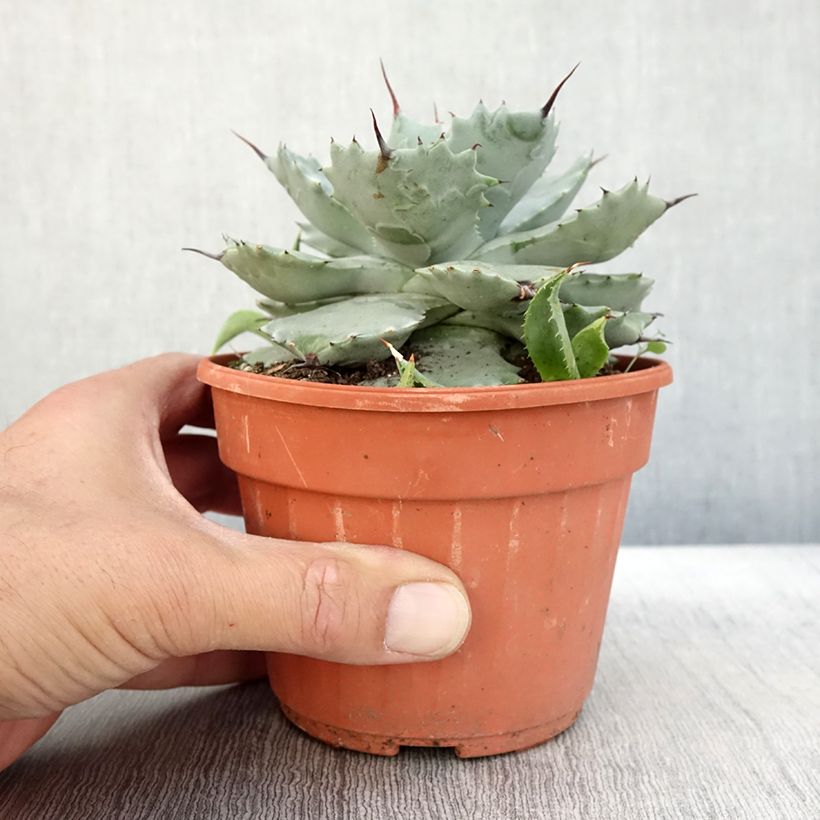 Esemplare di Agave potatorum var. verschaffeltii Vaso da 2L/3L come consegnato in autunno
