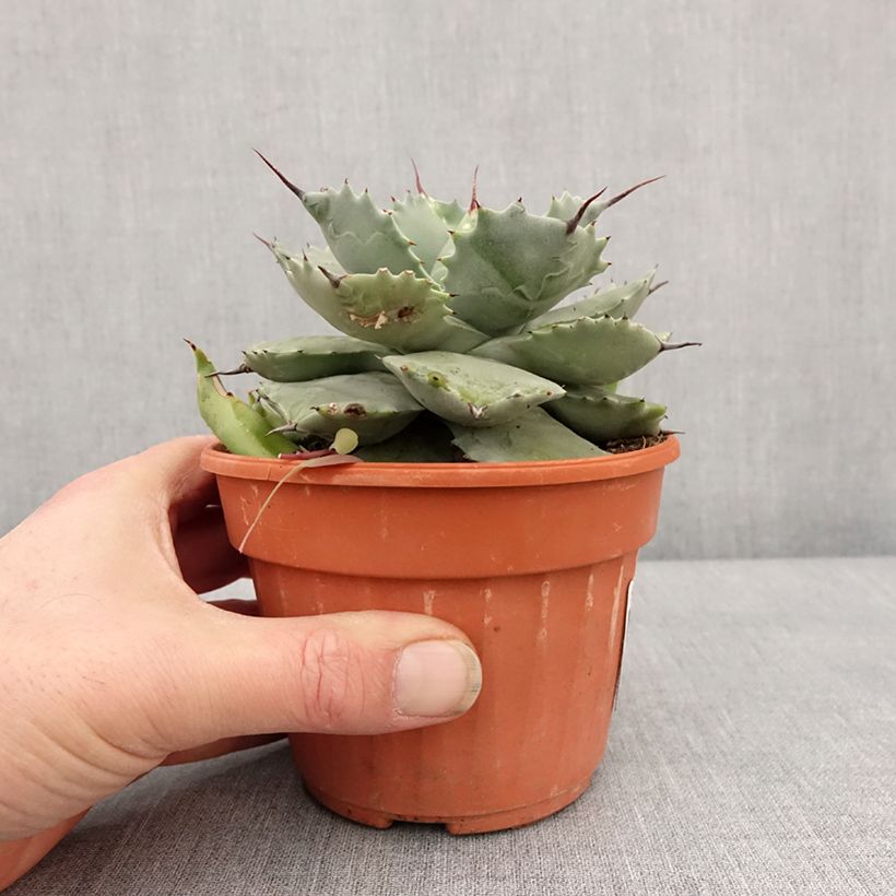 Agave potatorum var. verschaffeltii Vaso da 2L/3L esemplare consegnato in inverno