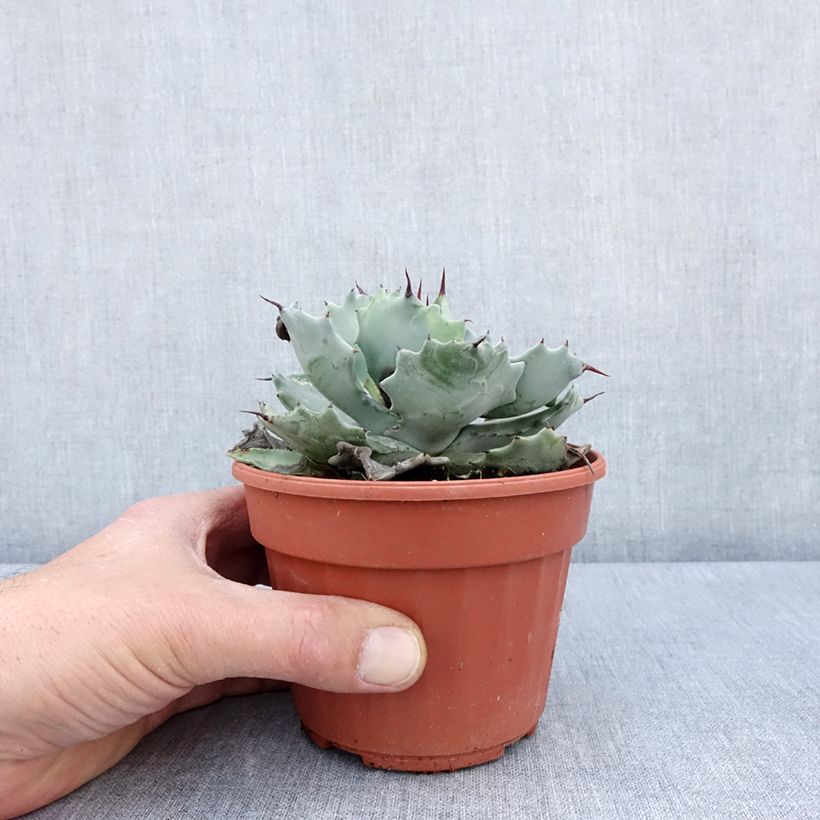 Agave potatorum var. verschaffeltii Vaso da 2L/3L esemplare consegnato in primavera