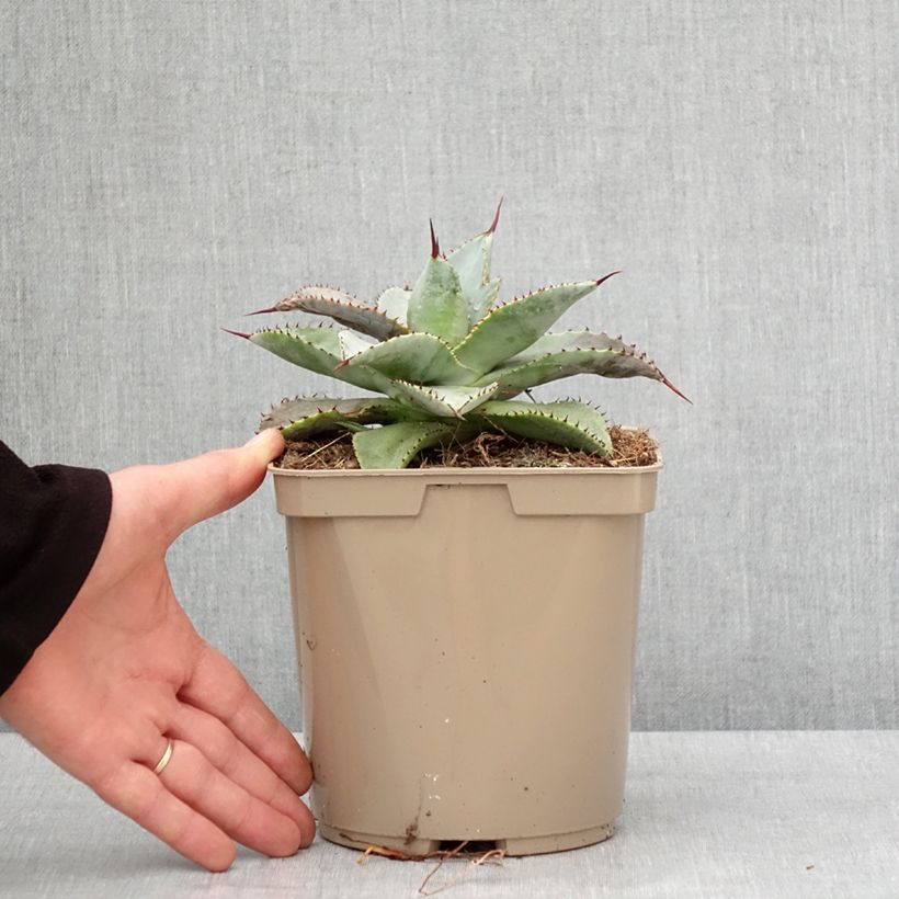 Agave pygmae Dragon Toes Vaso da 3L/4L esemplare consegnato in inverno