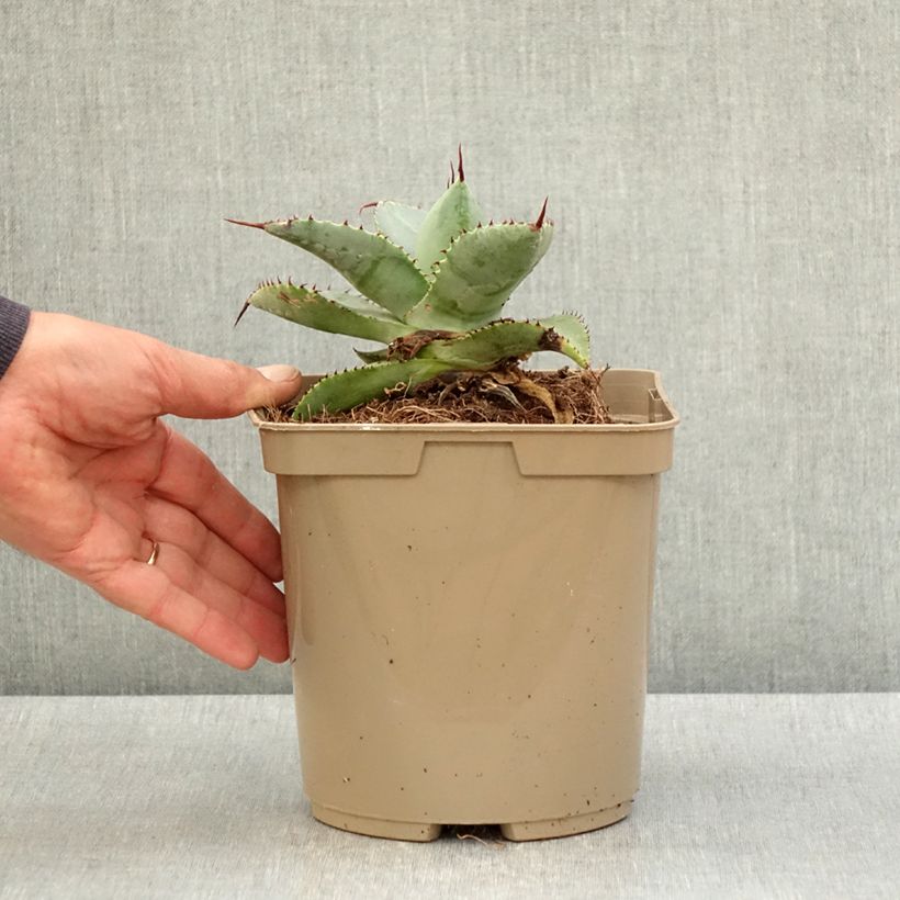 Agave pygmae Dragon Toes Vaso da 3L/4L esemplare consegnato in primavera