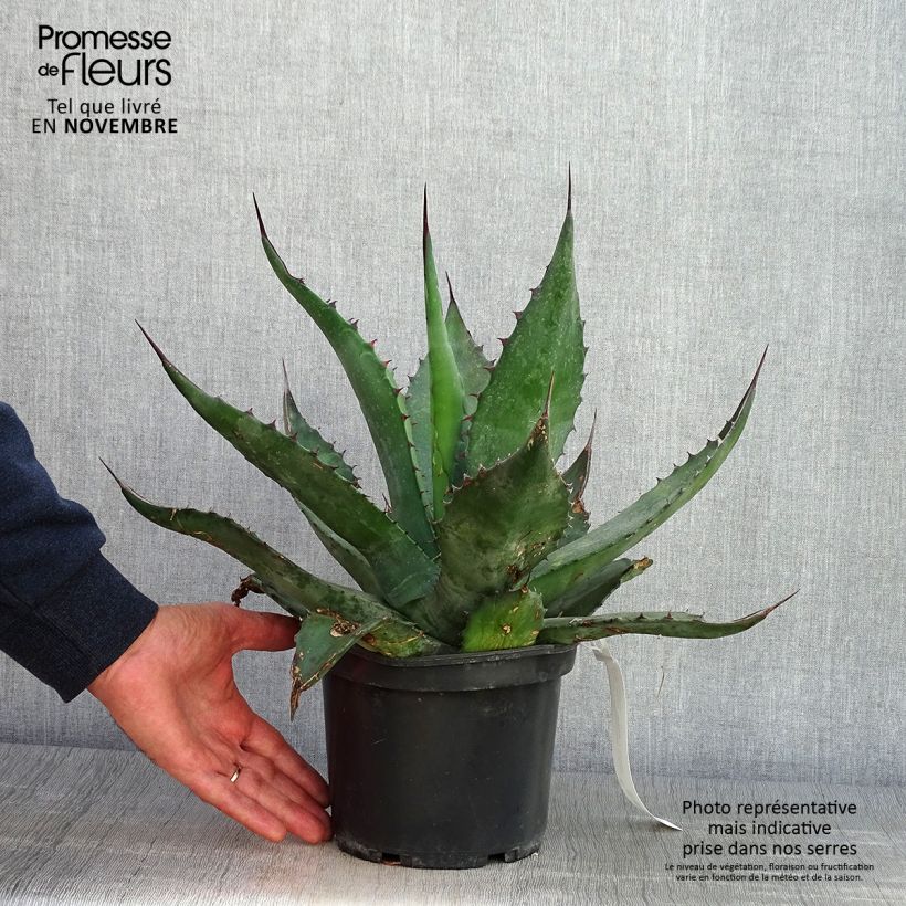 Esemplare di Agave salmiana Vaso da 3L/4L come consegnato in autunno