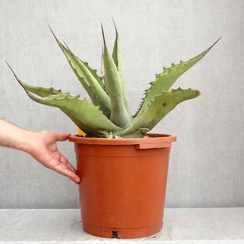 Esemplare di Agave salmiana subsp. crassispina Vaso da 12L/15L consegnato in estate
