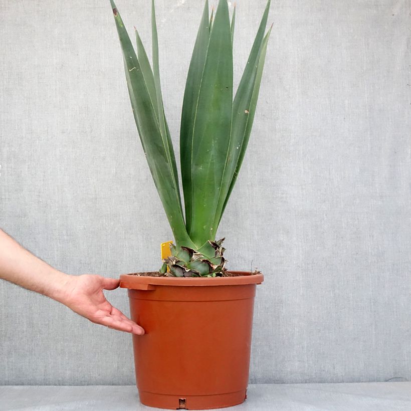 Agave sisalana - Sisal Vaso da 12L/15L esemplare consegnato in primavera