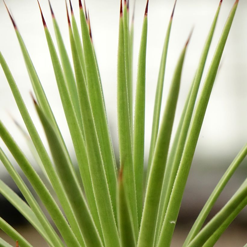 Agave stricta Nana (Fogliame)