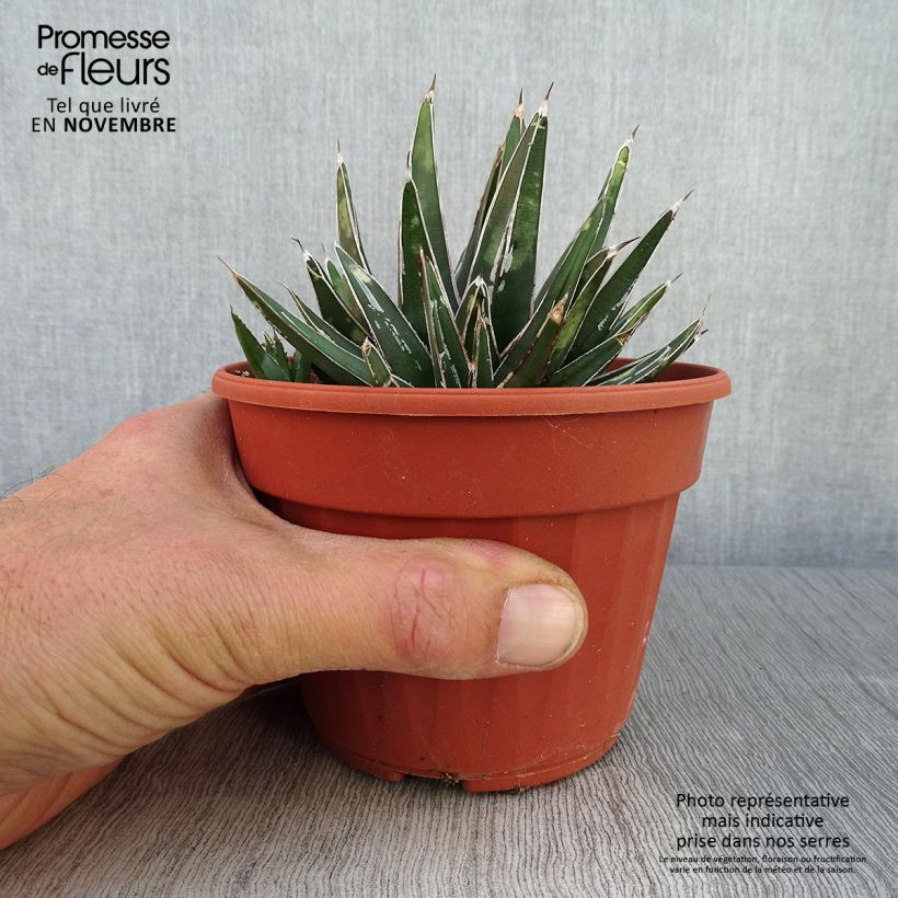 Esemplare di Agave victoriae-reginae Vaso da Ø 12 cm / 13 cm come consegnato in autunno