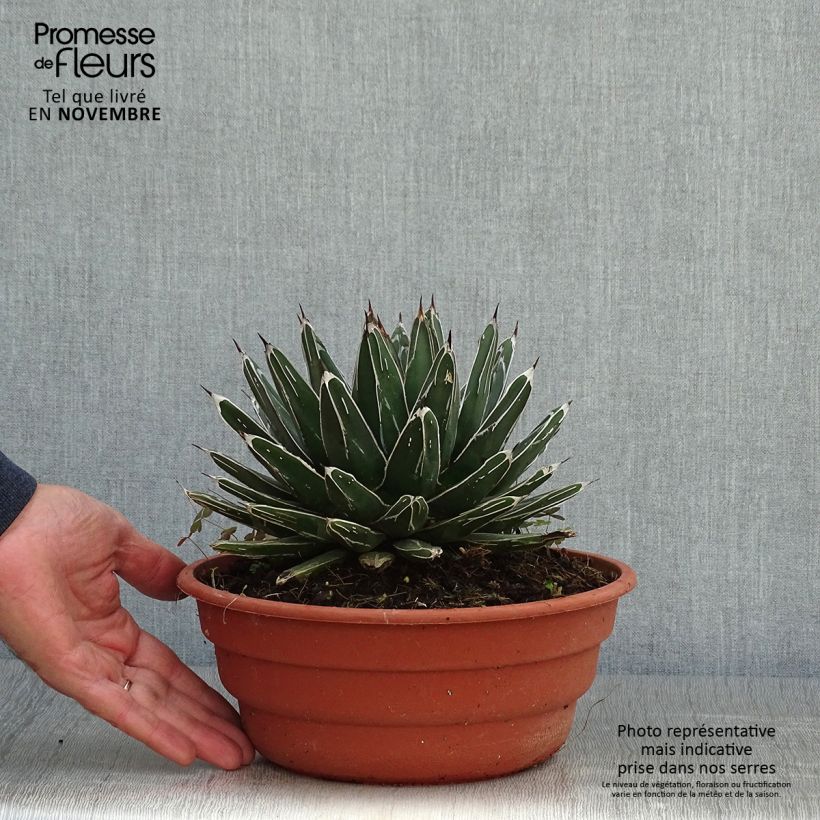 Esemplare di Agave victoriae-reginae Vaso da 4L/5L come consegnato in autunno