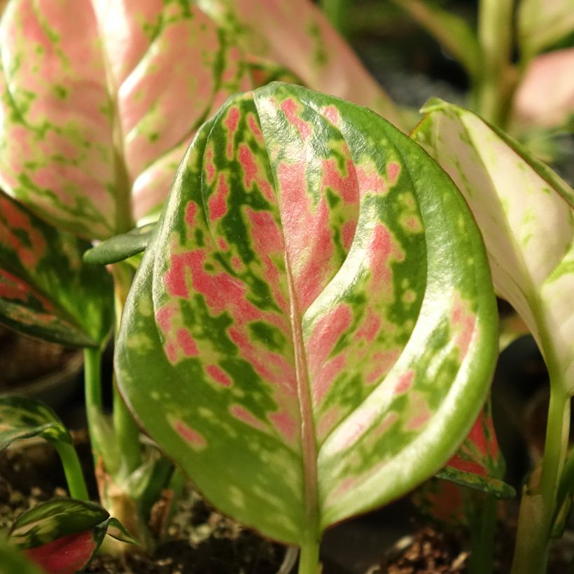 Aglaonema Beauty (Fogliame)