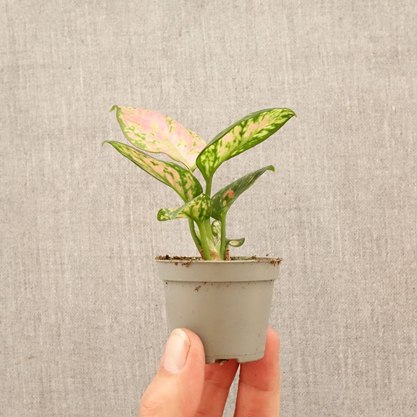Aglaonema Beauty mini-pianta esemplare consegnato in primavera