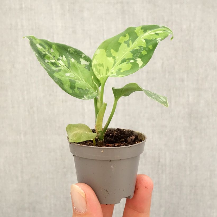 Esemplare di Aglaonema pictum Tricolor Mini-plante come consegnato in autunno
