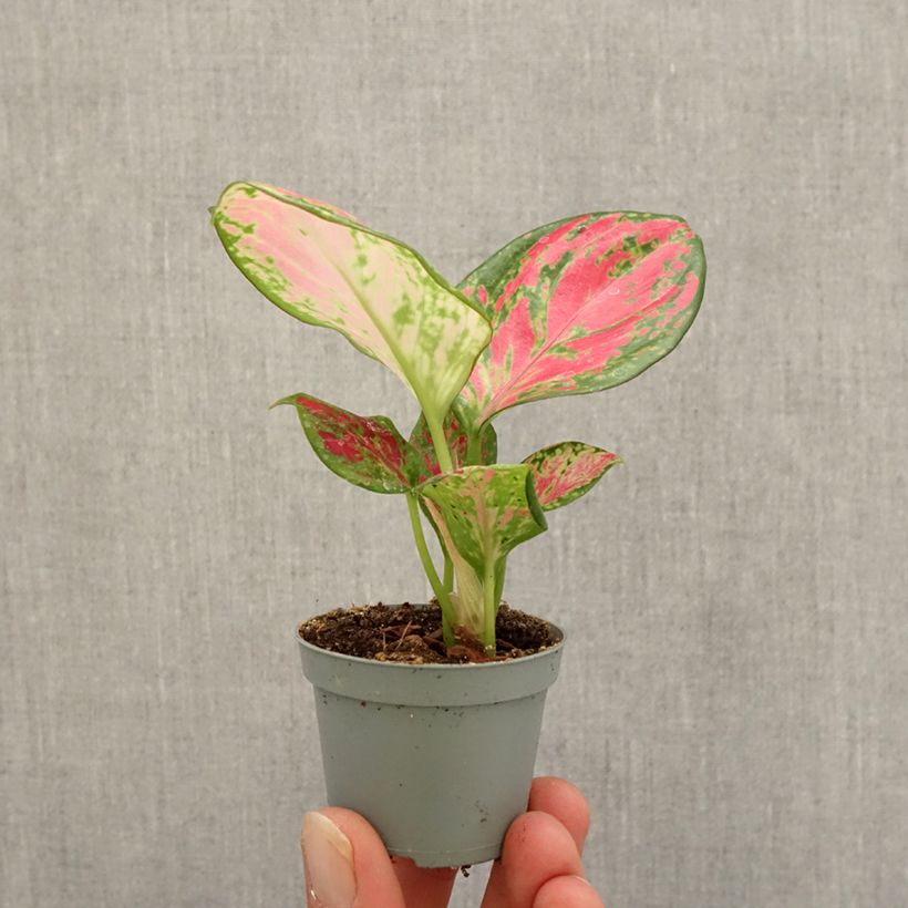 Esemplare di Aglaonema Red Dragon Mini-plante come consegnato in autunno