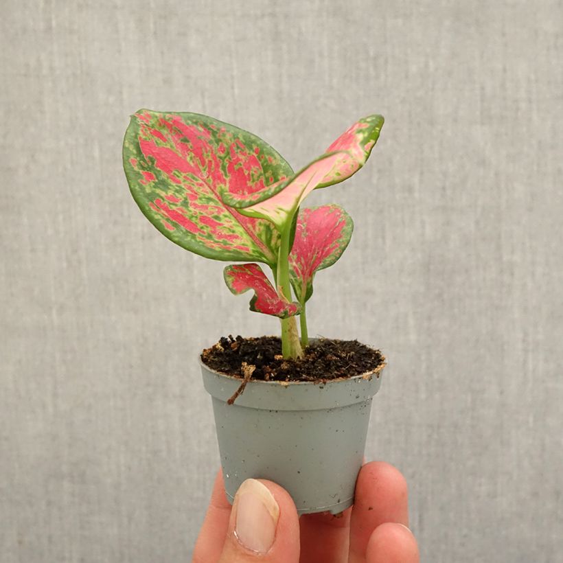 Esemplare di Aglaonema Red Valentine Mini-plante come consegnato in autunno