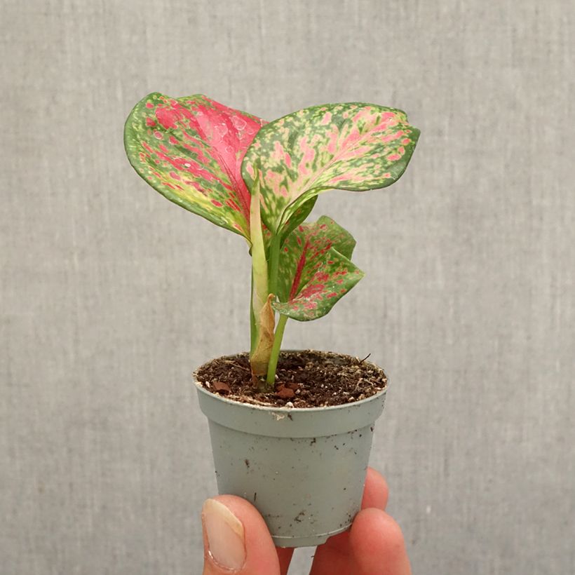 Esemplare di Aglaonema Red Zircon Mini-plante come consegnato in autunno